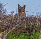 The Eyes of a Hunter. 