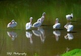 American White Pelicans