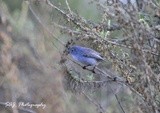 Blue grey Gnatcatcher 