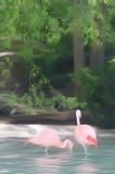 Flamingos