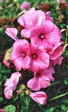 Pink Rose of Sharon