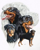 Rottweiler