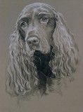 Field Spaniel