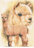 Alpaca 9x12WC-CP 2006