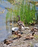 Ducks Sun Bathing