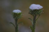 Yes, it is snowing in Montana