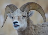 Big Horn Rams on their winter range