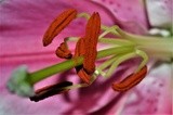 LILY'S STAMENS .