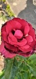 20220608 Red Rose