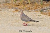 Mourning Dove 
