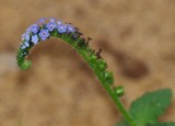 Indian Heliotrope