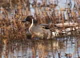 Northern Pintail Duck - HNWR