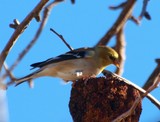 Goldfinch on Osage Orange