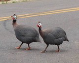 Guinea Hens