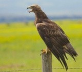 you as a Golden Eagle ...in Montana