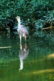 Great blue heron