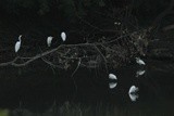 congregation of egrets