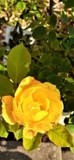 20220608 Yellow Rose 3