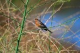 House Finch 