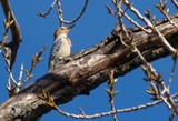 Red-Bellied Woodpecker 170 WRL