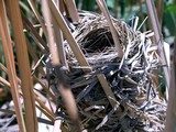 Red-winged Blackbird Nest