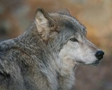 timber_wolf