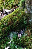 Furry Moss