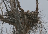 Nesting Eagle 2015