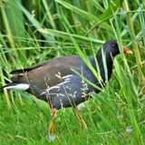 BIRDS BY THE POND : GALLINULA. COMMON MOORHEN.