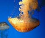 SEA JELLIE 10