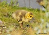 Canadian Goose baby