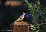 White Crowned Sparrow 