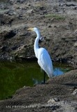 Great Egret 