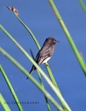 Black Phoebe 