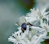 Honeybee and Sweet Clematis P7120