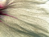 Hibiscus Petal 1