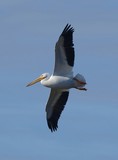 Pelican Flight 169