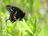 Black Swallowtail on Sawleaf