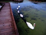 Mute Swan Flotilla