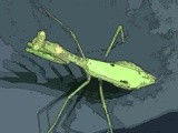 Praying Mantis 1