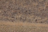 How many Mule Deer do you see?