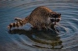 Raccoon at the Marina - June 2021