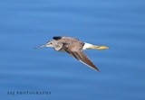 Greater Yellowlegs 