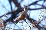 Woodpecker in Popcorn Tree