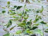 first green heron