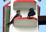 Purple Martins in May