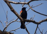 Red-Winged Blackbird, WRL