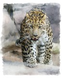 Amur Leopard