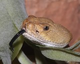 Red Diamond Rattlesnake