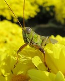 Green Grasshopper